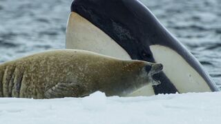 Killer Whale's Extraordinary Hunting Technique | Frozen Planet