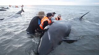 Can These Trapped Whales be Saved?