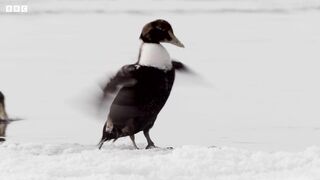 Eider Ducks Fight To Survive | Behind the Scenes of Frozen Planet
