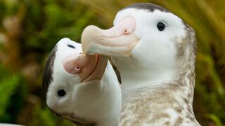 Male albatrosses pair for life | Frozen Planet