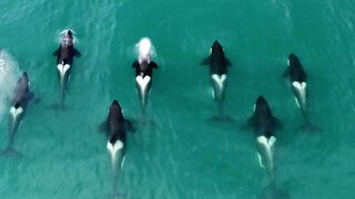Orca released from captivity thrives in the wild | Behind the Scenes of Frozen Planet