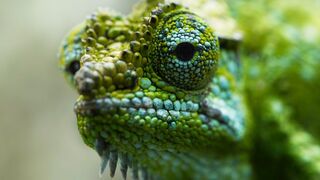 Chameleon Births Live Babies | Frozen Planet