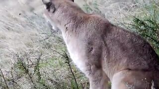 puma calling for a mate