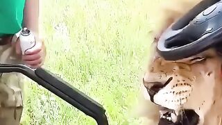 This man subduing a lion with slippers _shorts(