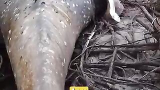 Whale in the Amazon? The Bizarre 2019 Discovery!