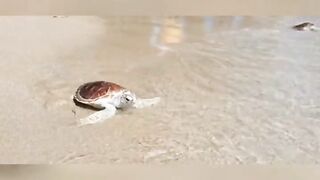 Facts about Turtles