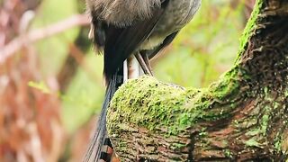 বিচিত্র  পাখি Bird