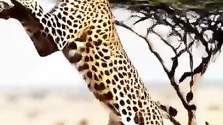 Eagle took the Tiger successfully #shorts #viral #animals #tranding