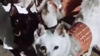 Laika's Story