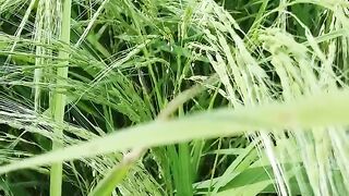 TULAIPANJI সূগন্ধী ধান তুলাইপাঞ্জি ,.