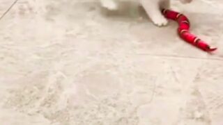funny cat01