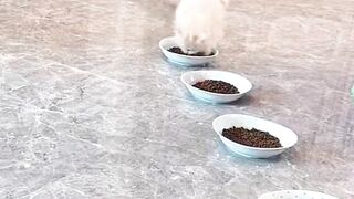 funny cat02