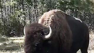 bison-albert-cancook-gugafoods-goroamfree