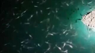 Pemberian pakan FP 500 Untuk LARVA LELE yang baru lepas CASUT