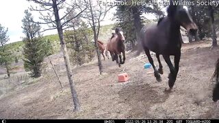 Grizzly Bear Chasing Alberta Wild Horses.