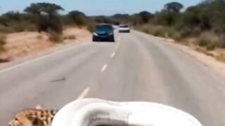 فهد في قبضة الأنكوندا العملاقة