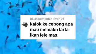 Apakah KECEBONG suka makan LARVA LELE❓