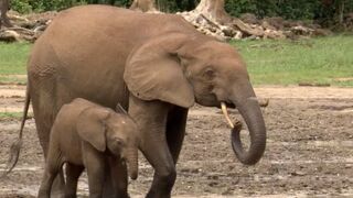 Welcome To The Elephant Oasis | Natural World Forest Elephants