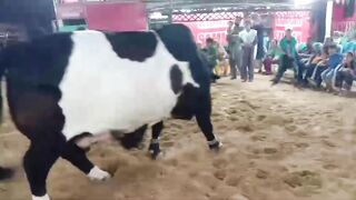 King Kong Bulls 2024