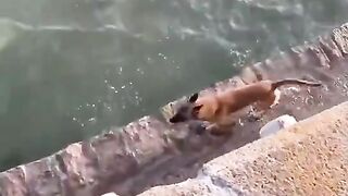 Dog have a sense of environmental protection than many people.