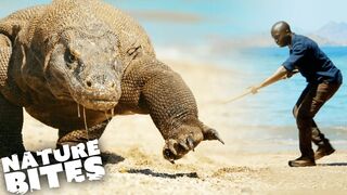 Komodo_dragon_attack_to_cat(720p).