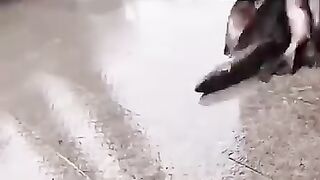 فيديوهات