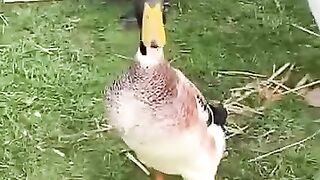 what-the-duck