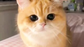 Cats humorist video