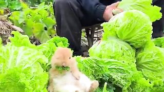 Best Rabbit