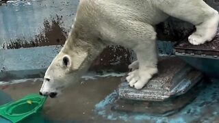 A very cute bear