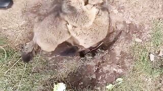 Attack