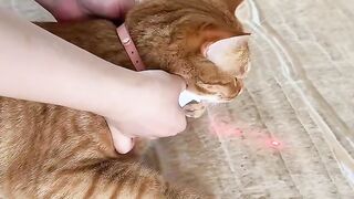 Cat lazer toy