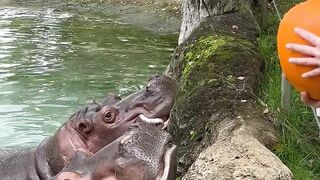 hungry-hippos-enjoy-pumpkin-treats
