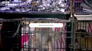 Should Primates be Kept as Pets? | Dan O’Neill Investigates
