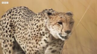 Cheetah Cubs Learn to ﻿Hunt | Dynasties