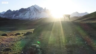 Puma Risks Life to Hunt | Dynasties