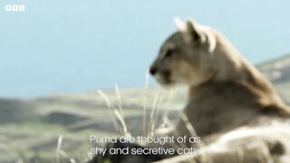 Pumas learn to share | Dynasties