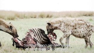 Have We Got It Wrong About Hyenas? | ﻿Dynasties