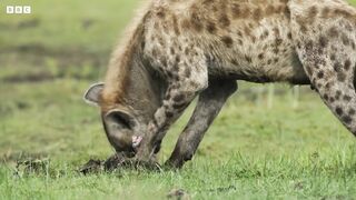 Hyena Sniffs Out a Soggy Supper | Dynasties