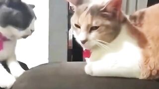 Kucing imut tapi kelakuannya lucu