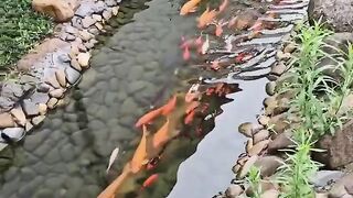 Fish koi family