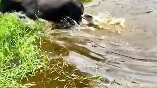 Dogs_attack_Buffalo_in_water(720p).