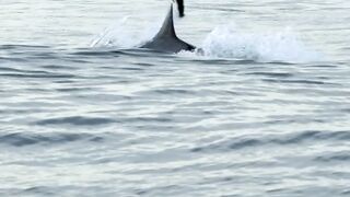 These_South_African_waters_are_a_treacherous_test_for_young_seal_pups_learning_to_swim_????_but_the_real_terror_lurk_white_shark,_rea(720p).