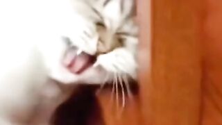 Funny video cat