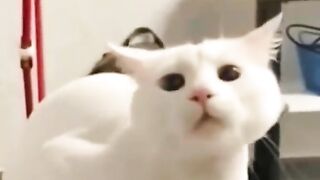 Kucing lucu
