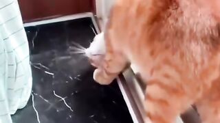 Kucing lucu banget sih