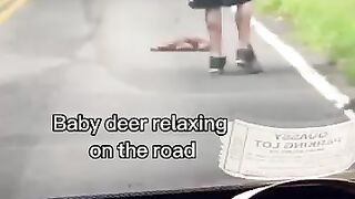 Baby deer #deer #babydeer #short