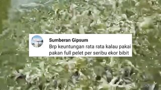 Berapa KEUNTUNGAN budidaya lele 1000 ekor pakan FULL pelet❓