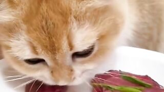 Kucing MUKBANG daging dan telor