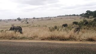 Elephants Afternoon Delight.